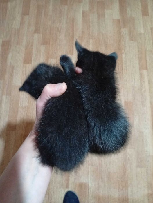 Котики у добрі руки