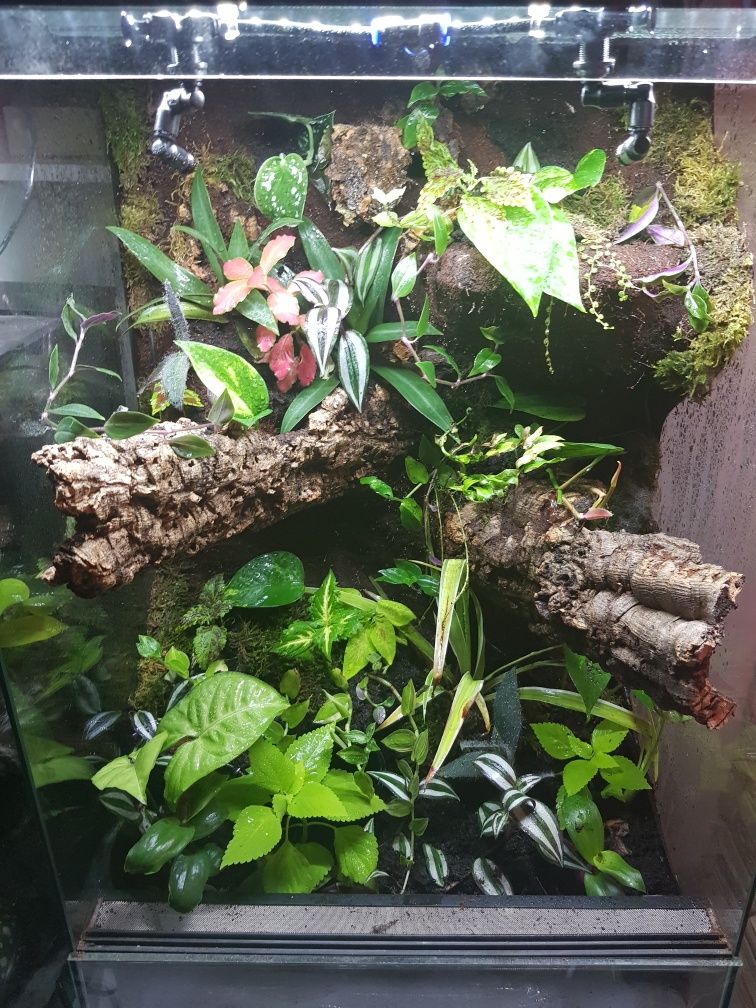 Terrarium tropikalne z wodospadem