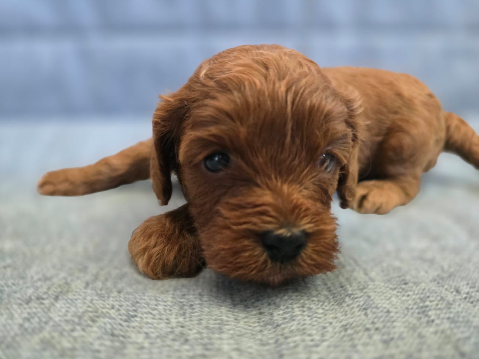 Cavapoo chłopiec