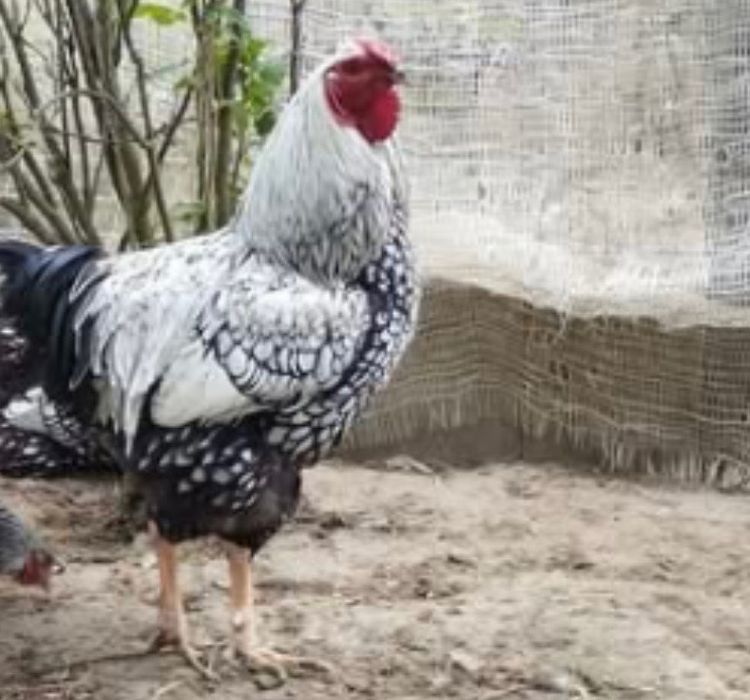 Kogut Wyandotte