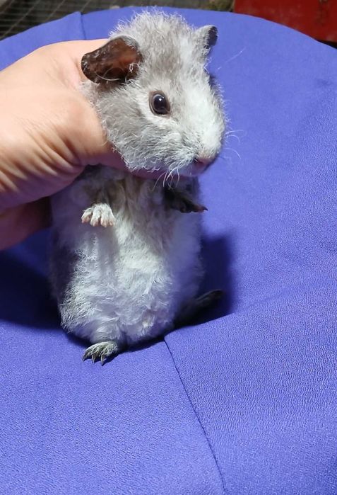 Морська свинка,  американська Тедді