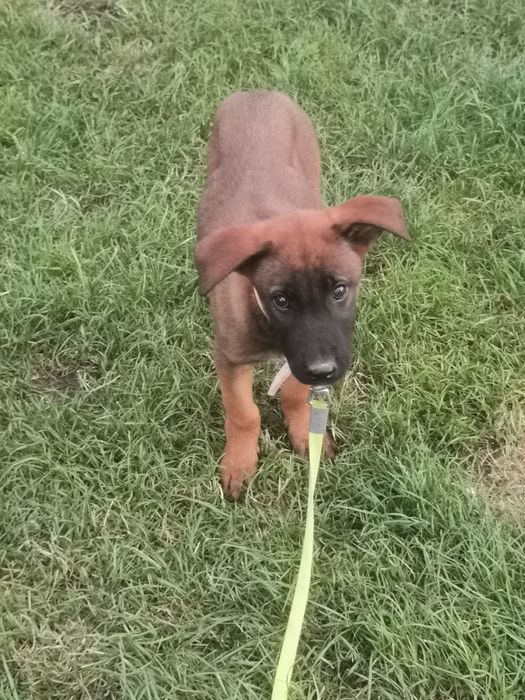 Owczarek Belgijski stróżujący