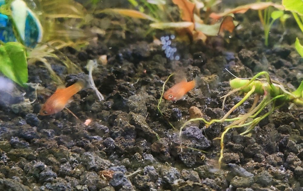 Platka - ryba myszka Mickey