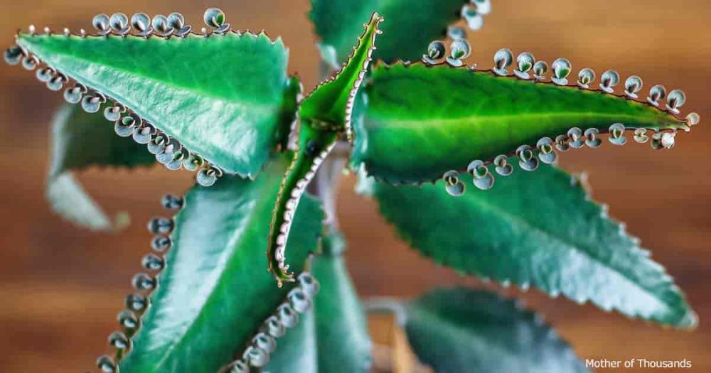 Suculenta Kalanchoe Aranto Mãe de Milhares Bryophyllum Daigremontianum