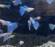Casais Guppy Sky Blue