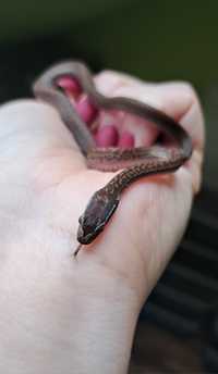 Wąż mahoniowy (Lamprophis fuliginosus)