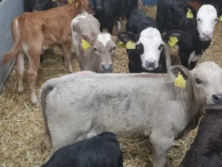 Cielaki mięsne byczki jałóweczki  Kopce Stare