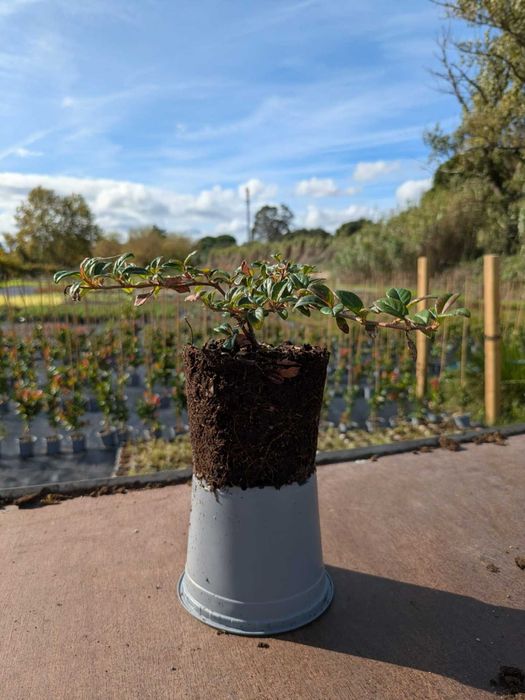 Cotoneaster dammeri 'Major' V1L (10-20)