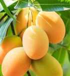 Árvore MANGA CHAMPANHE MEL tropical