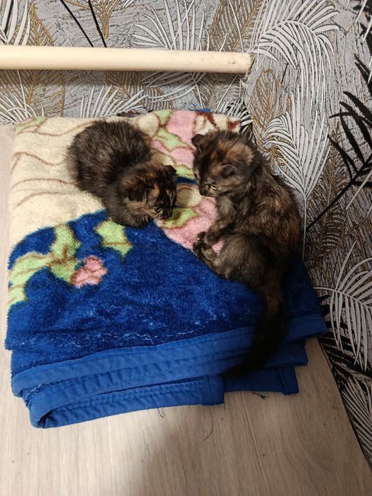 Котенята в добрі руки