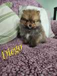 Szpic miniaturowy - pomeranian Diego
