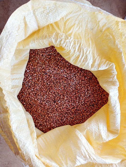 Sorgo czerwone suche