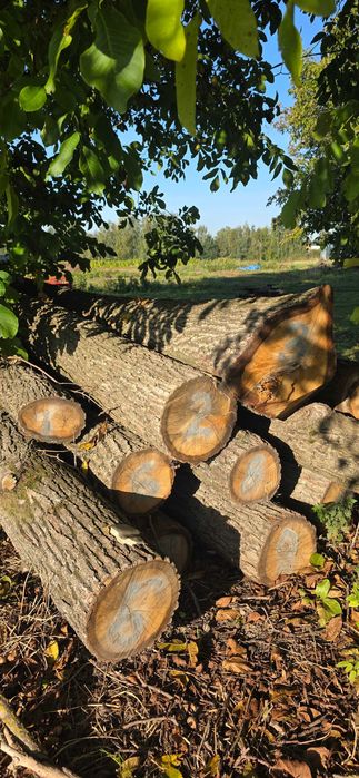 Sprzedam  kłody dębowe – 13 sztuk – wyjątkowa okazja!