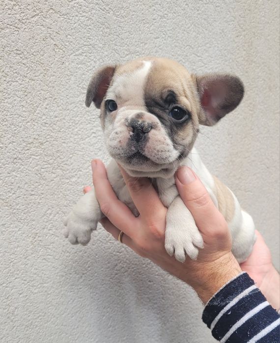 Bulldog macho 2 meses