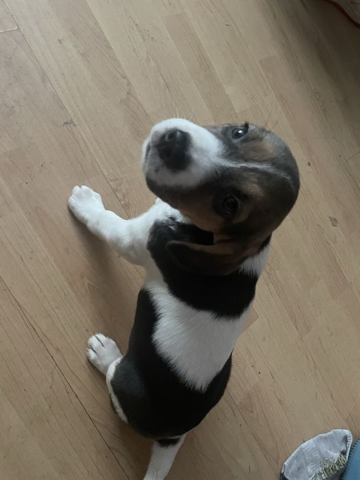 Beagle i beagle z owczarkiem australijskim