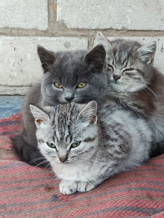 Віддам кошенят в добрі руки