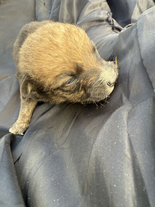 Відамо в добрі руки