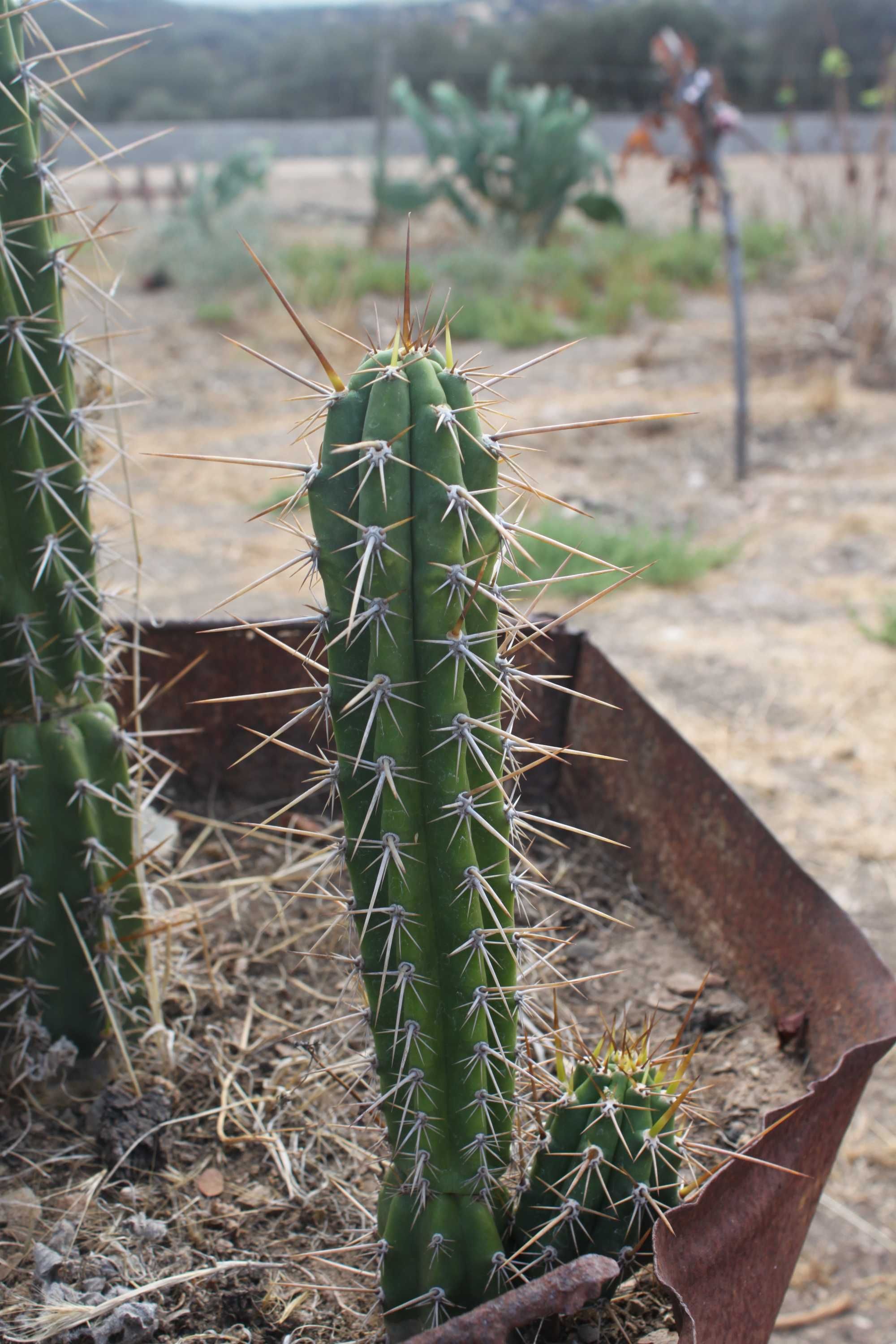 Cactos S. PEDRO..