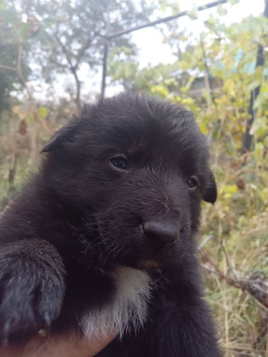 Отдам ДАРОМ!ЧУДЕСНЫЕ ЩЕНЯТА-мальчики,преданные сторожевые собаки!