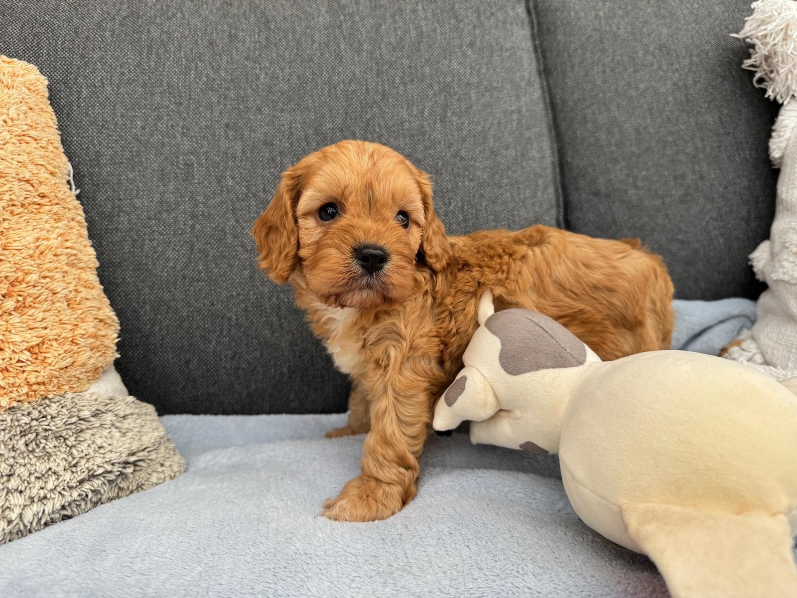 cavapoo szczeniak