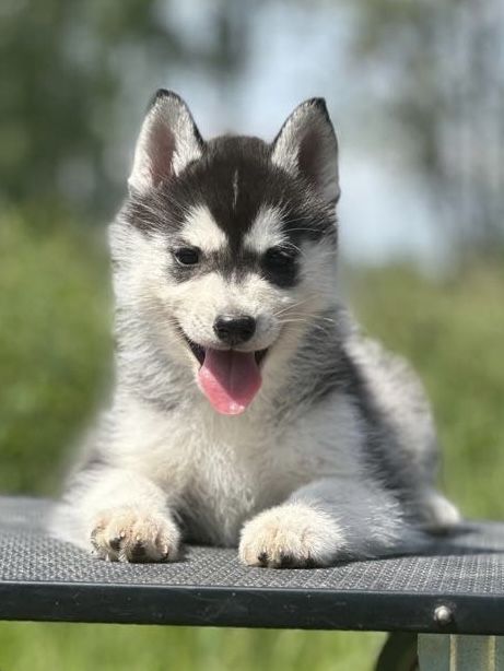 Siberian Husky Zkwp Fci