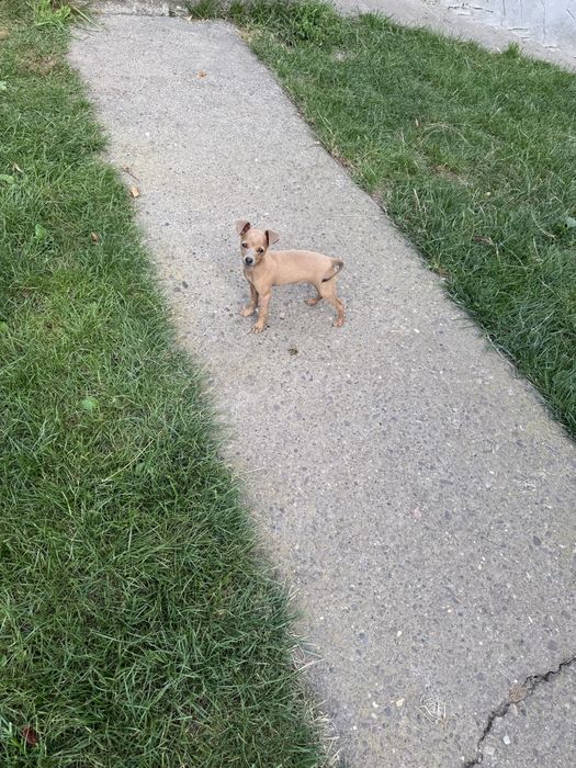 Продається дівчинка той- терєра