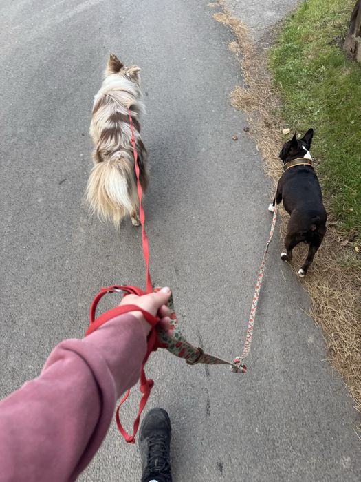 Domowa opieka nad Twoim psem, petsitter, behawiorysta