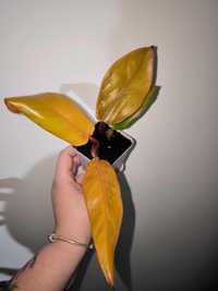 Philodendron prince of orange