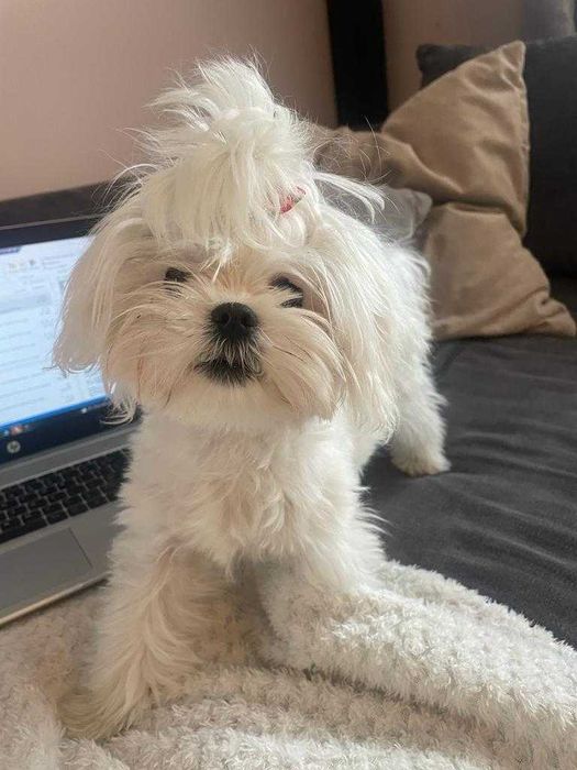 Maltańczyk  mini suczka odbiór od  05.styczen 2026