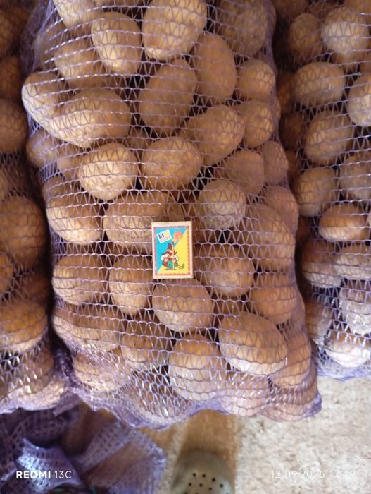 Продам картоплю ГАЛА велика 10 грн, насіннєва 8 грн.