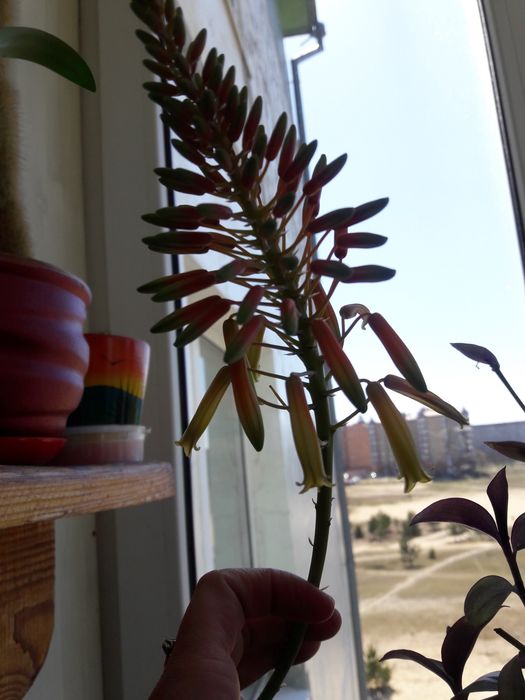 Алое великі різні: деревовидне.