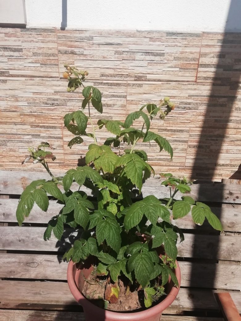 Vaso de framboesas amarelas