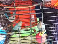 Vendo Casal Roseicollis