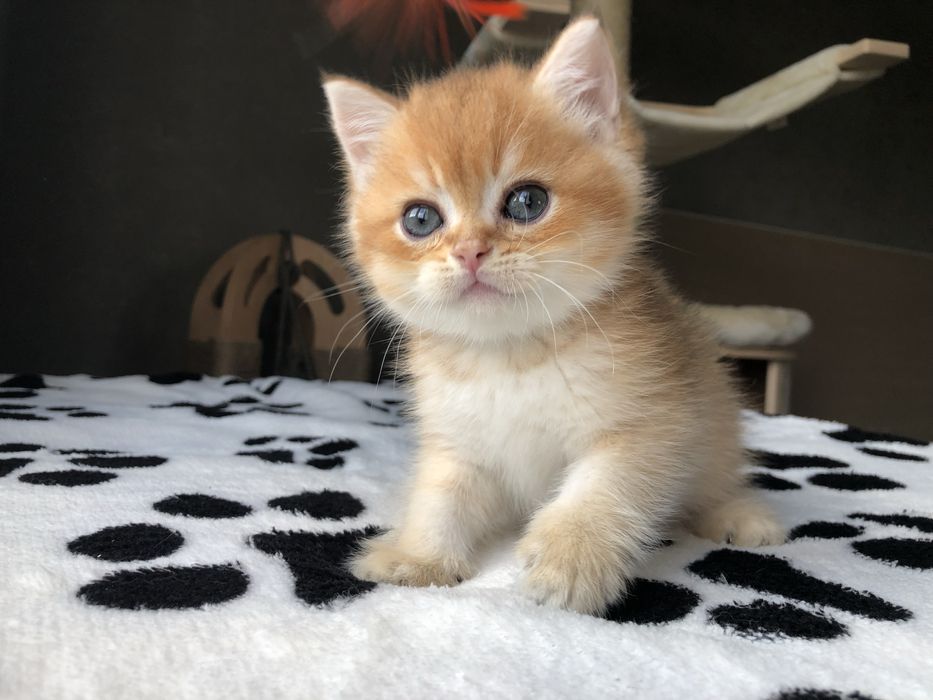 Золотий шиншиловий  Izum