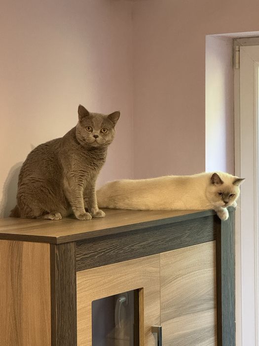 Sprzedam koty brytyjskie