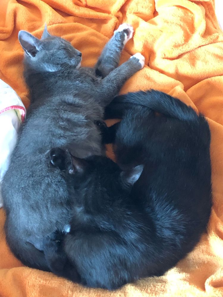 Gatinhos para adoção CONJUNTA