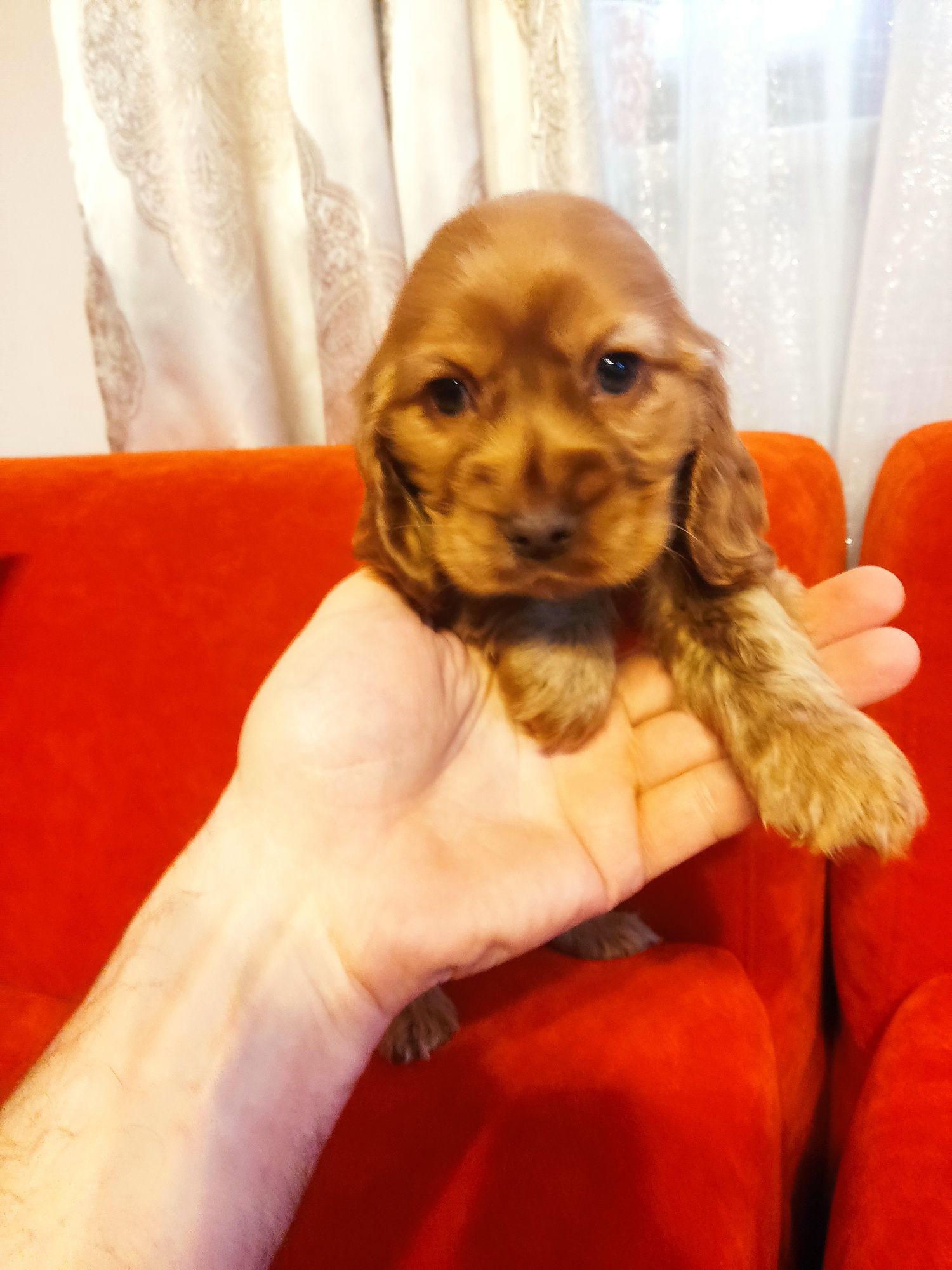 Wspaniały szczeniaczek Cocker Spaniel