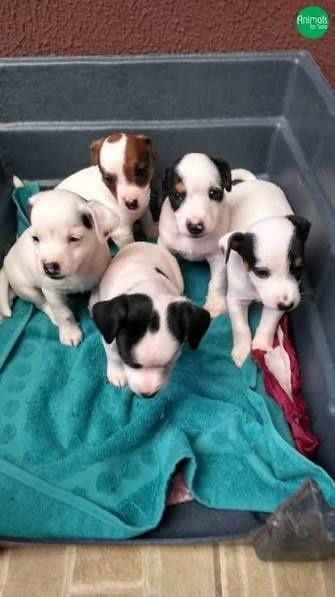 Cachorros jack russell terrier preto e brancos doacao
