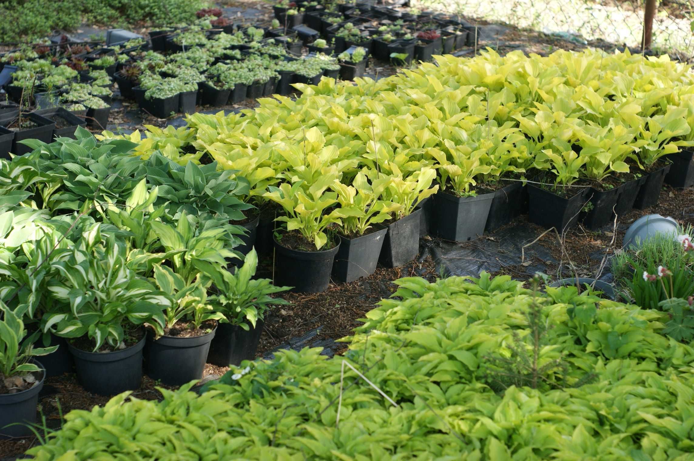 Funkia hosta funkie
