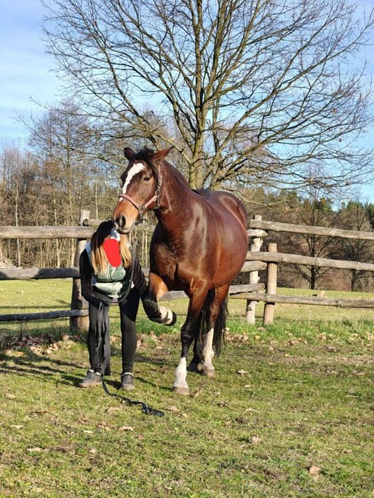 Klacz sp gniadej maści