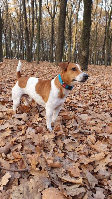 Джек Рассел - Вязка- Кобель