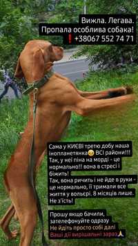 Пропала собака Київ