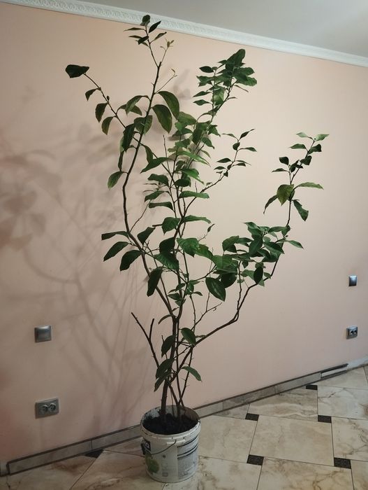 Лимон плодородний з лимончиками великий