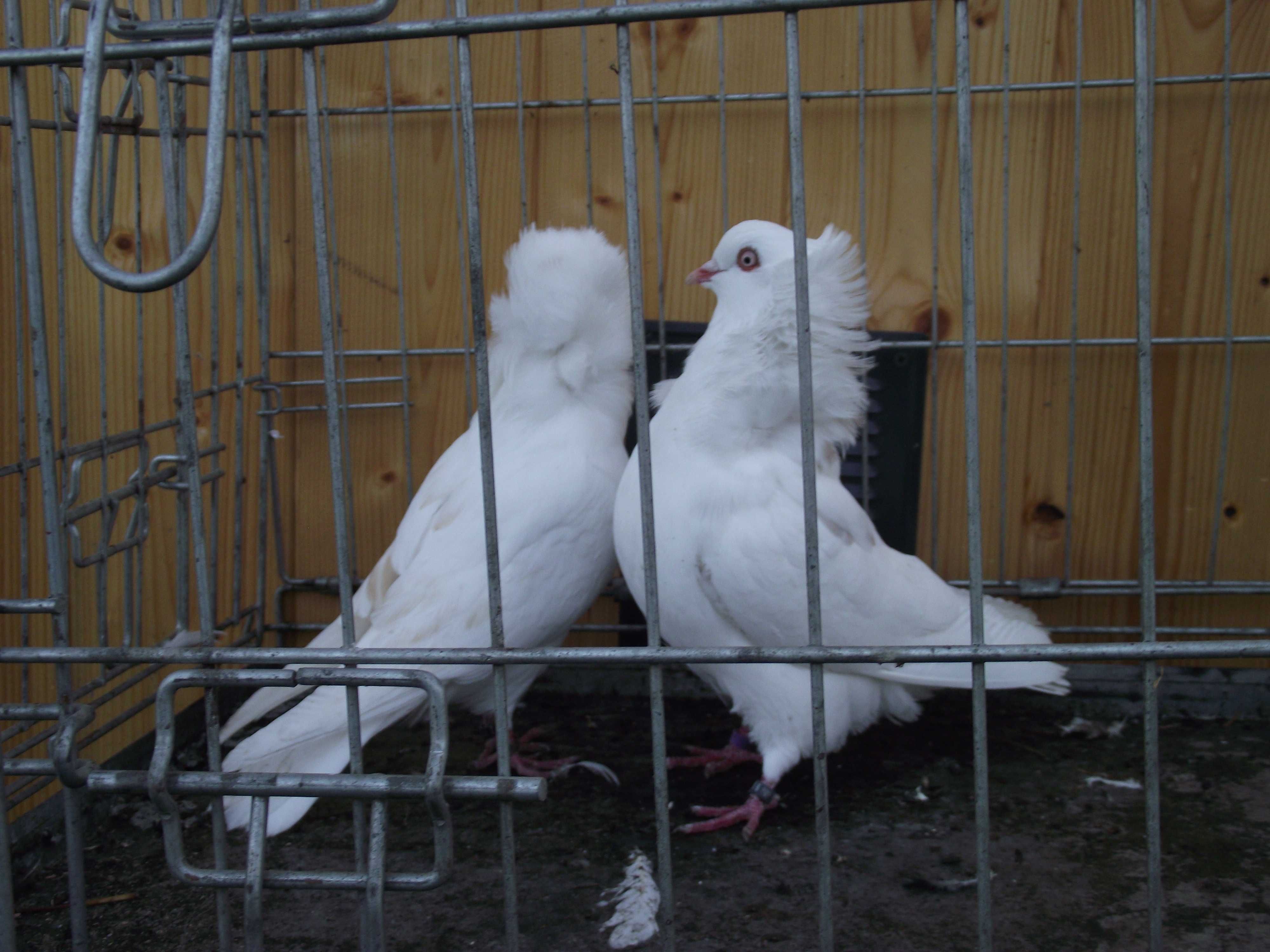 Kapucyny staroholenderskie