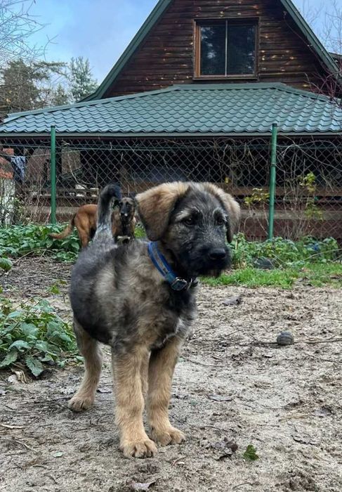 Szczeniak szuka domu