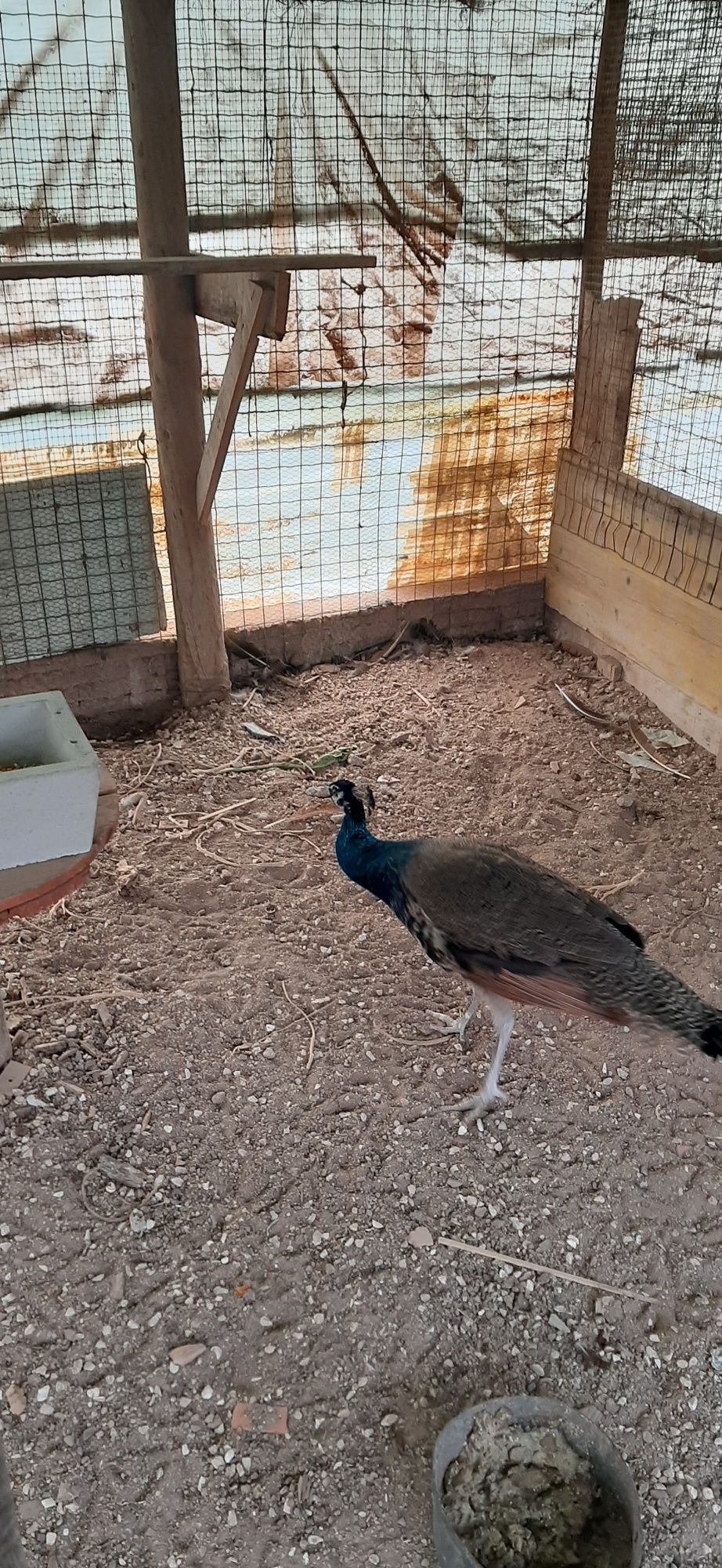 Pavão um ano para venda