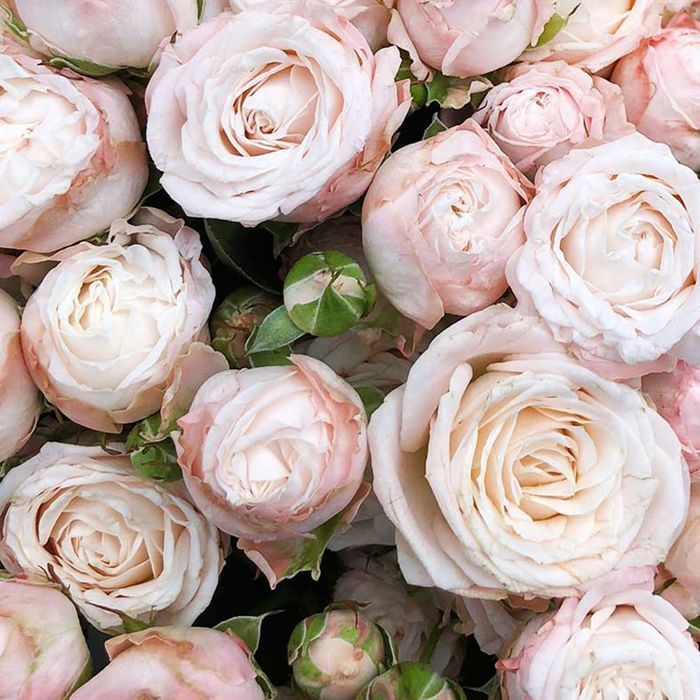 Саджанці троянд флорибунда ОПТ–Роздріб / Саженцы роз флорибунда ОПТ