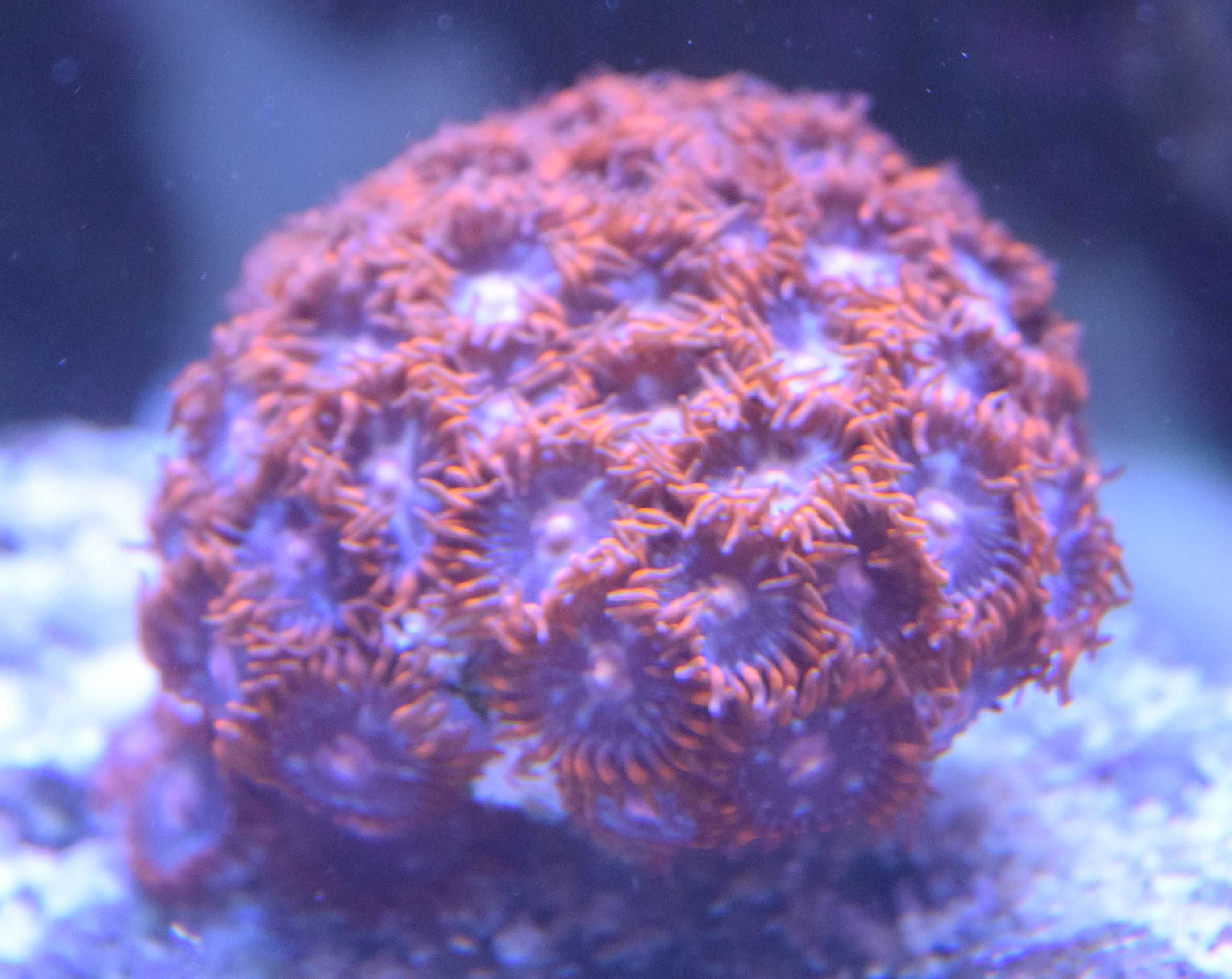 Zoa zoanthus Red Bull piękny czerwony