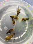 Tylomelania yellow
