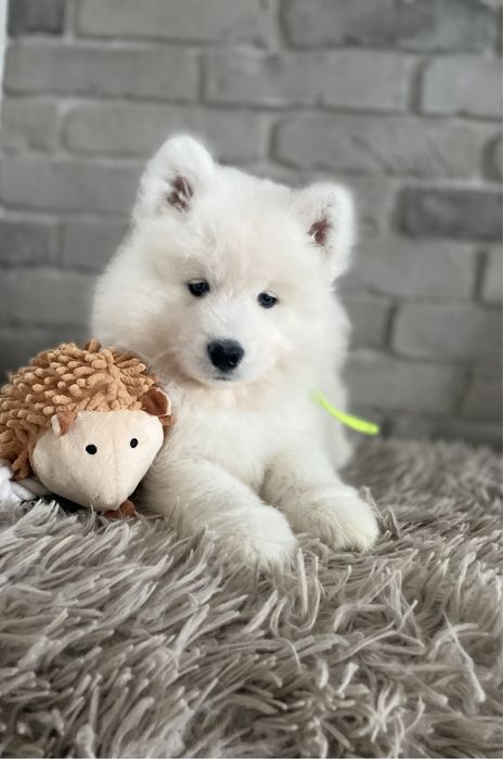 Piesek, samoyed, ZKwP, szczenię.